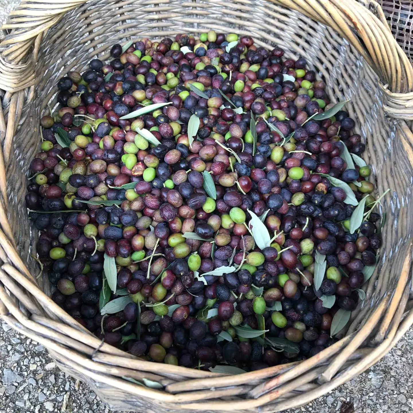 Nyhøstede-oliven-2