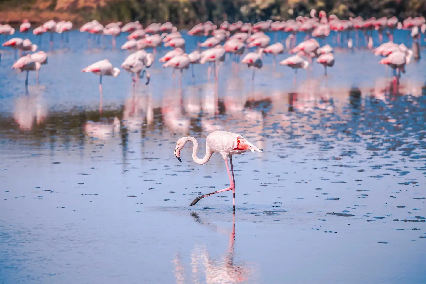 Camargue_flamingo